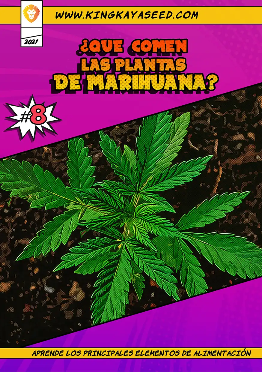 ¿Qué Comen las Plantas de Marihuana?