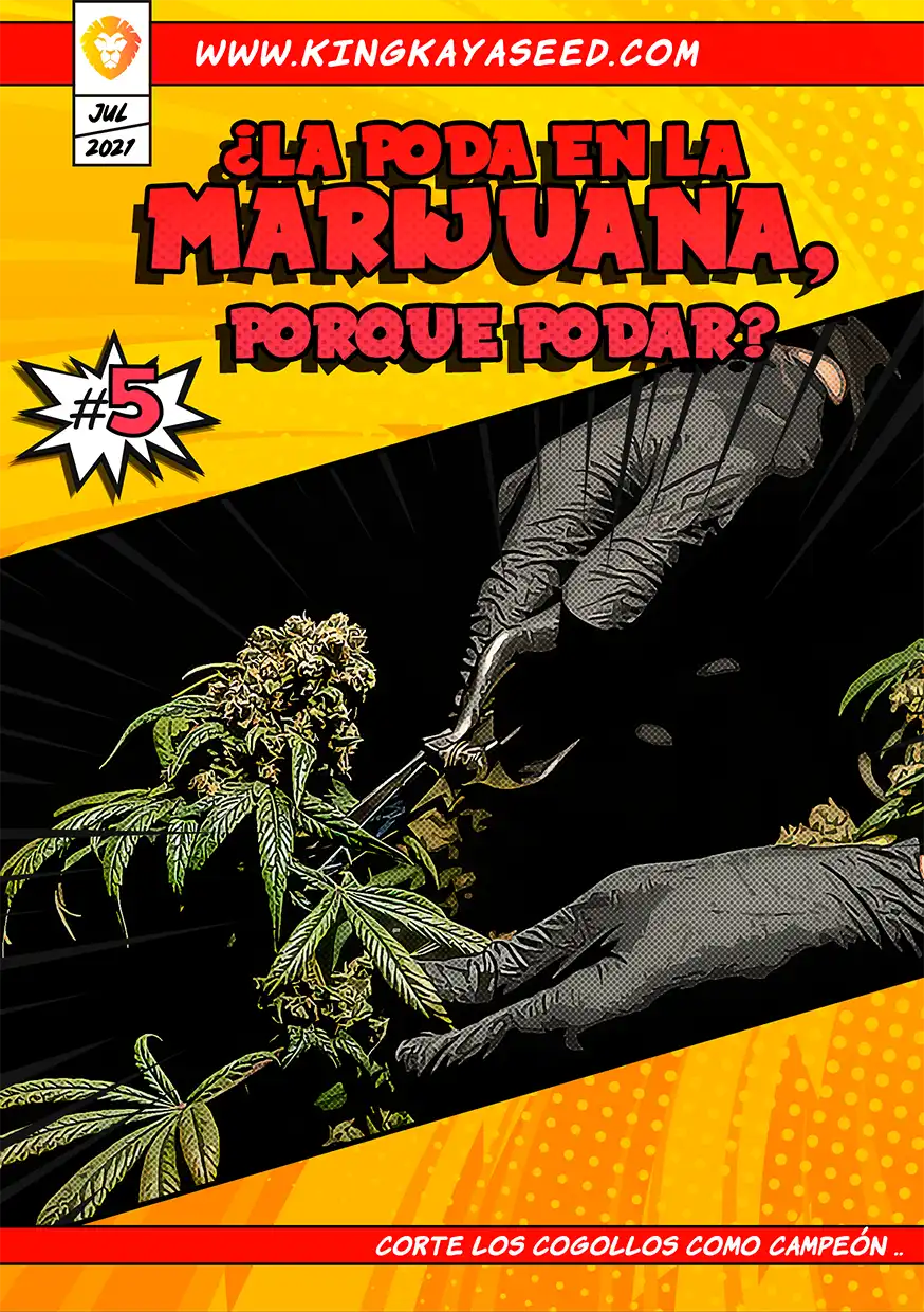 La Poda en la Marihuana, ¿Por qué Podar?