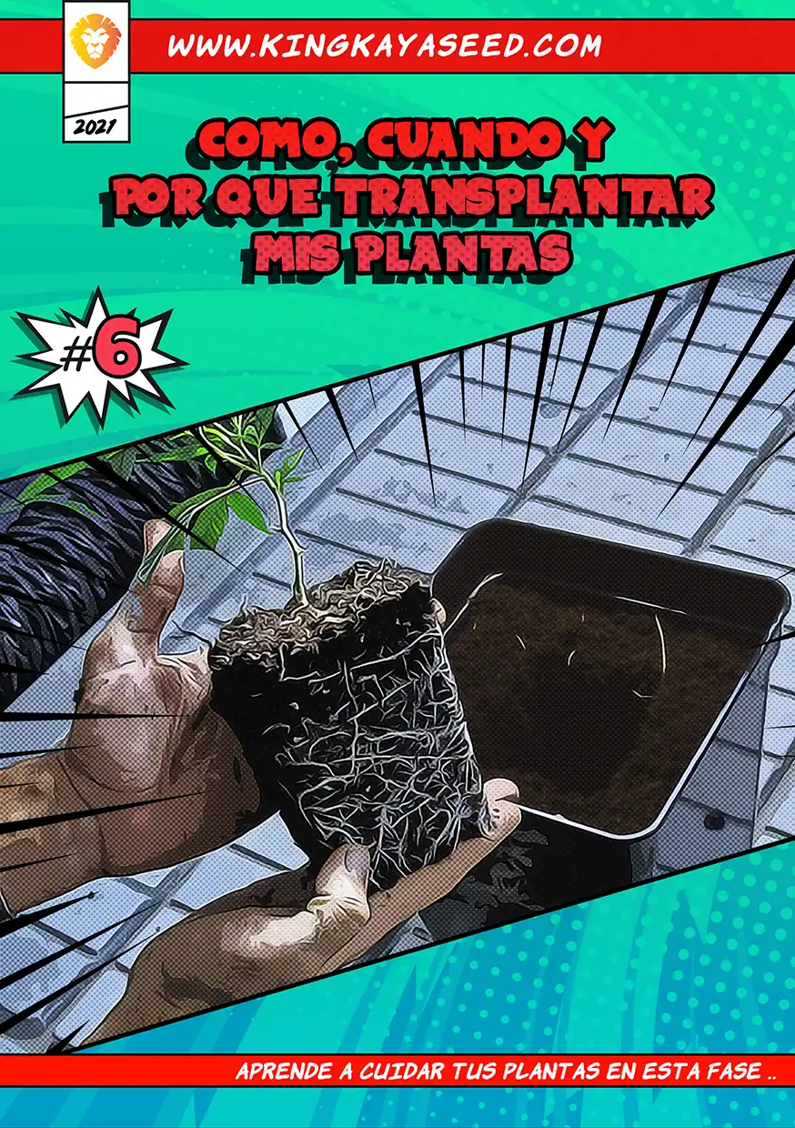 ¿Cómo, Cuándo y Por Qué Transplantar mis Plantas?